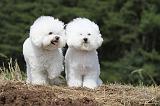 BICHON FRISE 472